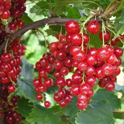 Ribes rubrum 'Detvan' - Piros ribizli