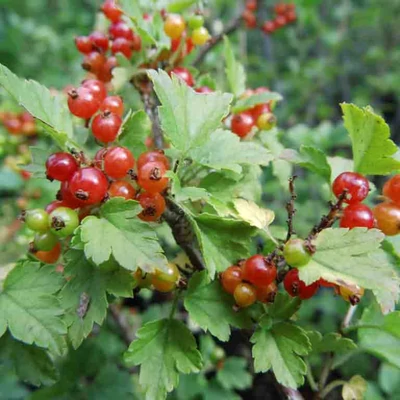 Ribes alpinum 'Pumilum' – Havasi ribiszke