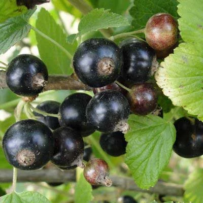 Ribes 'Croma'