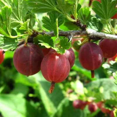 Ribes grossularia (syn.: Ribes uva-crispa) 'Hinnomaki Piros (Rot)' – Egres