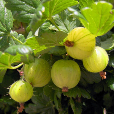 Ribes grossularia (syn.: Ribes uva-crispa) 'Hinnomaki Zöld' – Egres