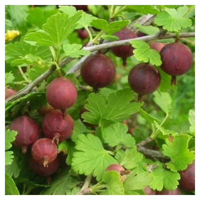 Ribes grossularia (syn.: Ribes uva-crispa) 'Spinefree' (syn.: 'Bezkolcowy') - Tüskétlen egres