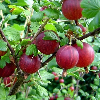Ribes grossularia (syn.: Ribes uva-crispa) 'Czerwony Triumf' – Egres