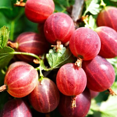 Ribes grossularia (syn.: Ribes uva-crispa) 'Red Triumph' – Egres, köszméte (magastörzsű)