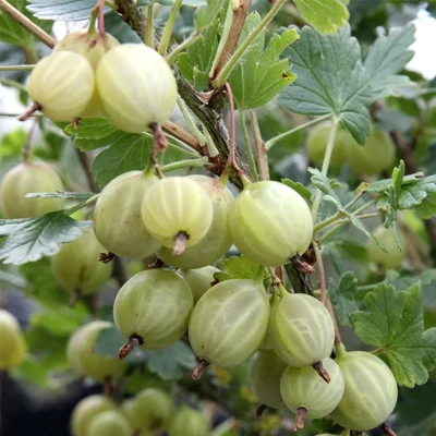 Ribes grossularia (syn.: Ribes uva-crispa) Easycrisp® 'Lady Sun' – Egres (sárga, tüskementes, rezisztens)
