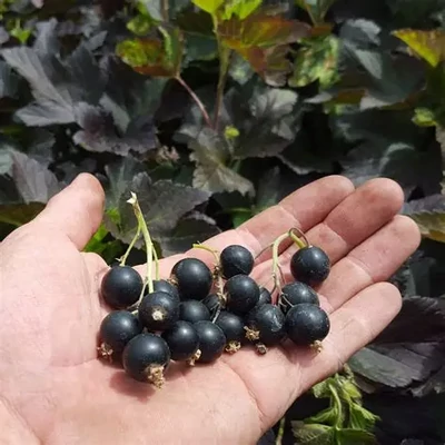 Ribes nigrum Black'n'Red® 'Premiere'® – Fekete ribizli (fekete levelű)