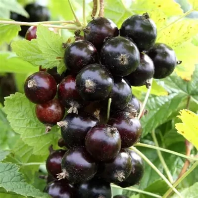 Ribes nigrum Cassisima® 'Black Marble'® – Fekete ribizli