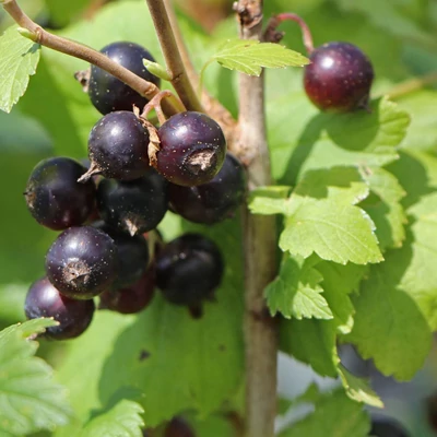 Ribes nigrum 'Hedda' – Fekete ribizli