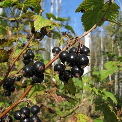 Ribes nigrum 'Marmoratum' – Fekete ribizli