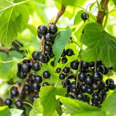 Ribes nigrum 'Silvergieters Schwarze' – Fekete ribizli