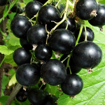 Ribes nigrum 'Tisel' – Fekete ribizli
