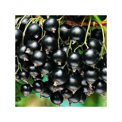 Ribes nigrum 'Titania' – Fekete ribizli