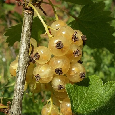 Ribes niveum 'Weisse aus Jüteborg' – Ribiszke, ribizli