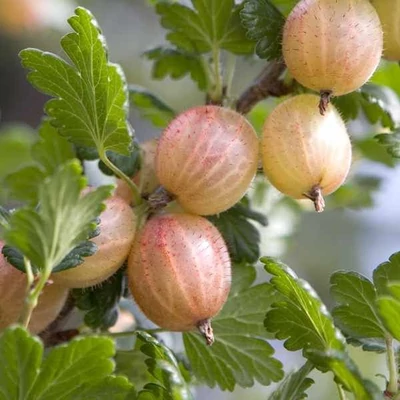 Ribes grossularia (syn.: Ribes uva-crispa) 'Pax' – Egres (rezisztens)
