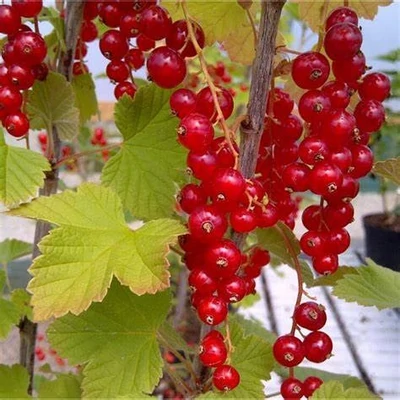 Ribes rubrum 'Redstart' – Piros ribizli