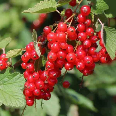 Ribes rubrum 'Rondom' – Piros ribizli