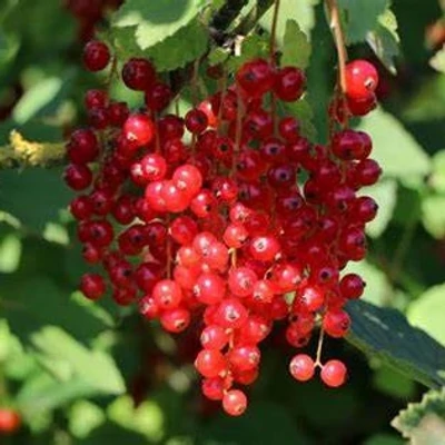 Ribes rubrum 'Traubenwunder' – Piros ribizli