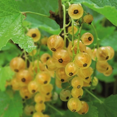 Ribes rubrum 'Werdavia' – Fehér ribizli
