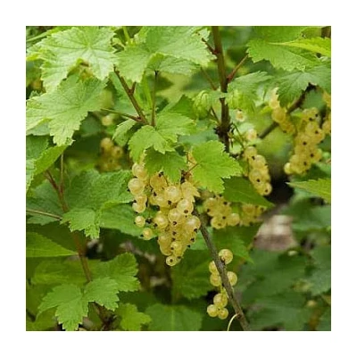 Ribes rubrum 'Witte Parel' – Fehér ribizli