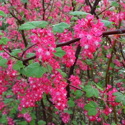 Ribes sanguineum 'Pulborough Scarlet' – Vérvörös ribiszke