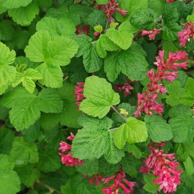Ribes sanguineum - Vérvörös ribiszke (Díszribiszke)
