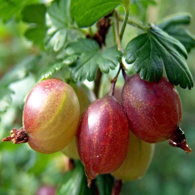 Ribes grossularia (syn.: Ribes uva-crispa) 'Achilles' – Egres