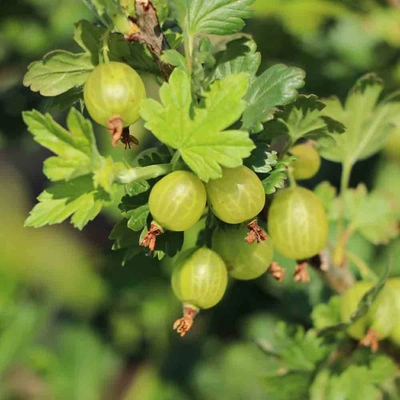 Ribes grossularia (syn.: Ribes uva-crispa) 'Mucurines' – Egres