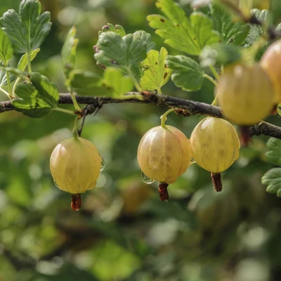 Ribes grossularia (syn.: Ribes uva-crispa) 'Tatjana' – Egres