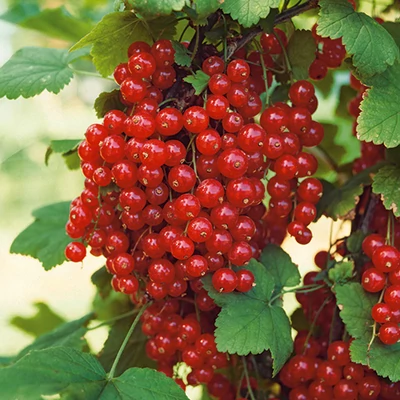 Ribes rubrum 'Rolan' - Piros ribizli