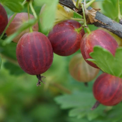 Ribes grossularia (syn.: Ribes uva-crispa) 'Salut' – Egres