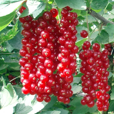 Ribes rubrum 'Jonkheer van Tets' - Piros ribizli