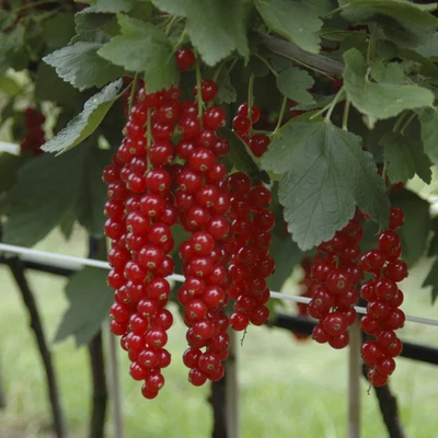 Ribes rubrum 'Rovada' - Rezisztens piros ribizli