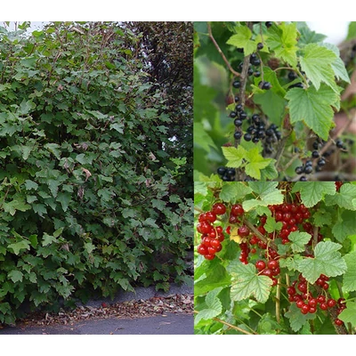 Ribiszke mix, gyümölcstermő sövény
