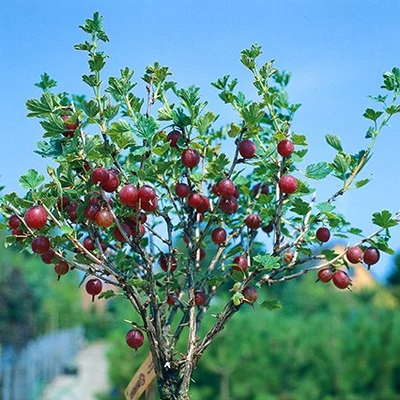 Ribes grossularia (syn.: Ribes uva-crispa) 'Rokula' - Egres