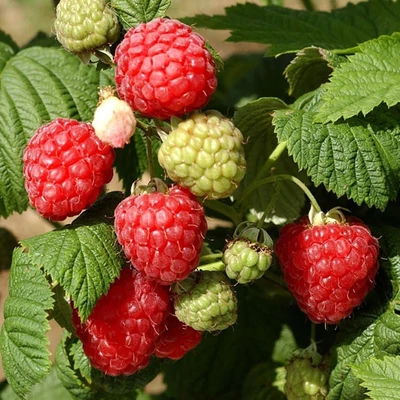 Rubus idaeus 'Octavia' - Málna