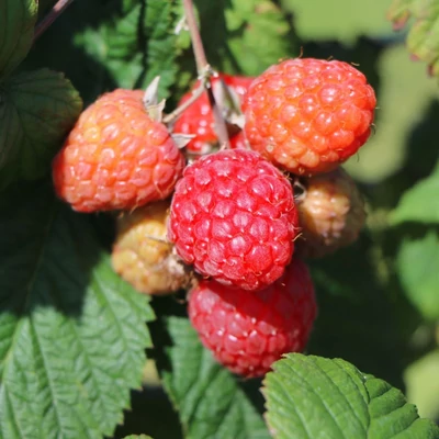 Rubus idaeus BonBonBerry® Yummy ('Jdeboer19' PBR) – Málna