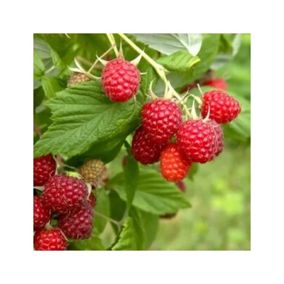 Rubus idaeus 'Rossana' – Málna