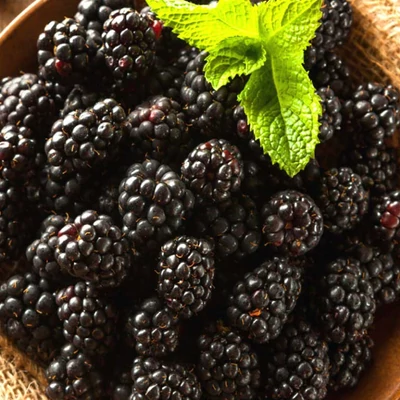 Rubus fruticosa 'Gloria' – Fekete szeder