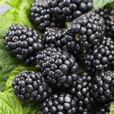 Rubus fruticosus 'Brzezina' – Fekete szeder