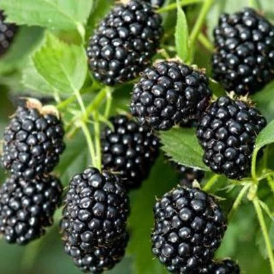 Rubus fruticosus 'Himalaya' – Fekete szeder