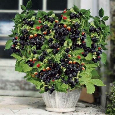 Rubus fruticosus 'Little Black Prince' – Balkon fekete szeder