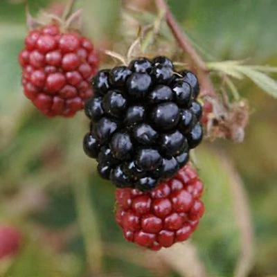 Rubus fruticosus 'Loch Maree' – Fekete szeder (tüskétlen)