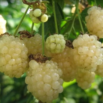 Rubus fruticosus 'Polar' – Fehér fekete szeder