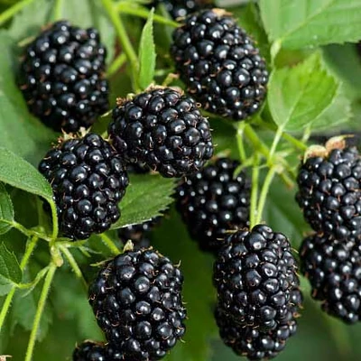 Rubus fruticosus 'Relevant' – Fekete szeder