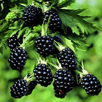 Rubus fruticosus 'Thornless' - Tüskétlen fekete szeder