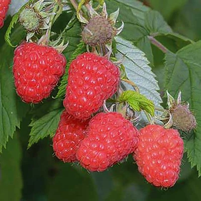 Rubus idaeus 'Glen Dee' – Málna (tüske nélküli)