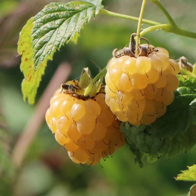 Rubus idaeus 'Golden Bliss' – Folytontermő málna (sárga)