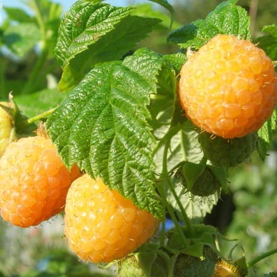 Rubus idaeus 'Alpengold' - Málna (tüske nélküli, sárga)