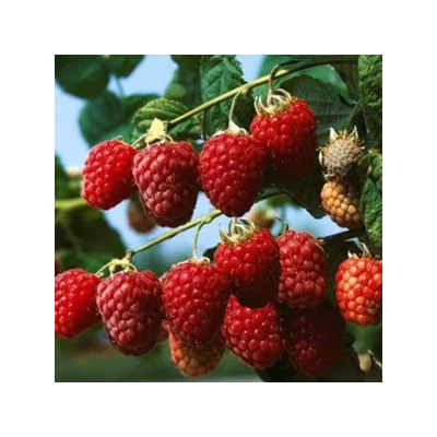 Rubus idaeus Primeberry® 'Autumn First' – Málna (őszi)
