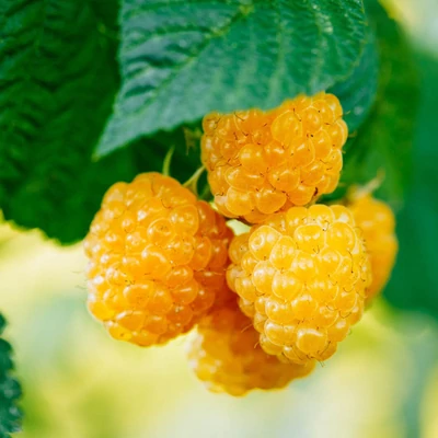 Rubus idaeus 'Fallgold' (syn.: 'Fall Gold') – Folytontermő sárga málna